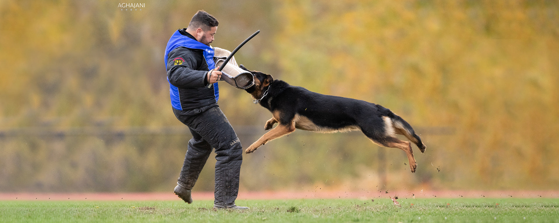 Performance dog in action with trainer