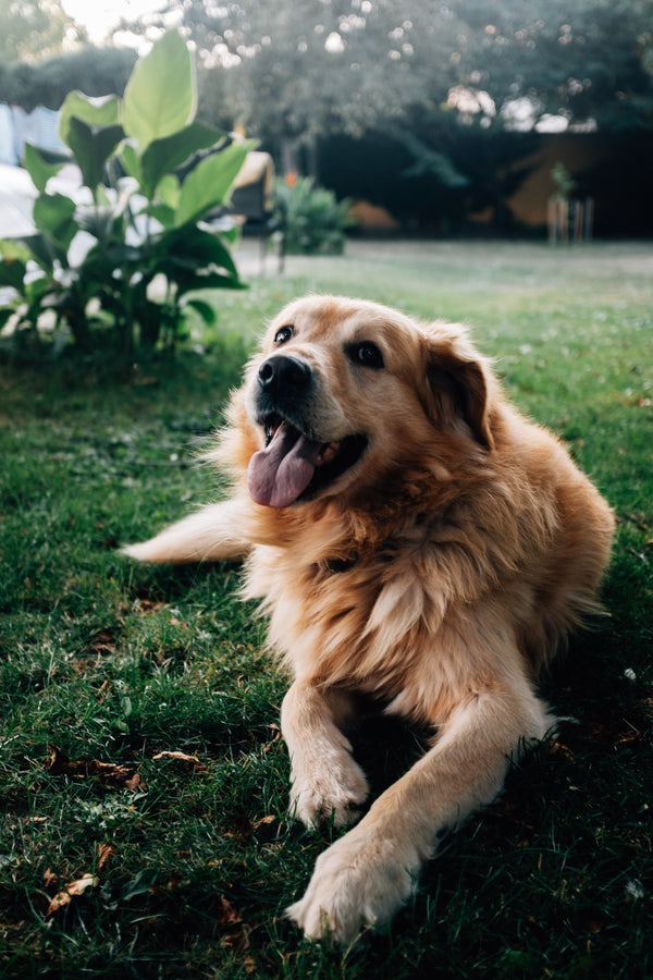 Canine Performance Nutrition
