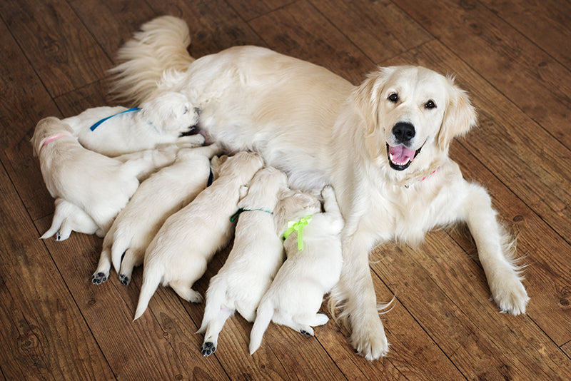 Canine Performance Nutrition