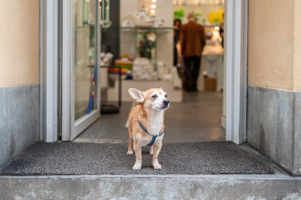 Canine Performance Nutrition