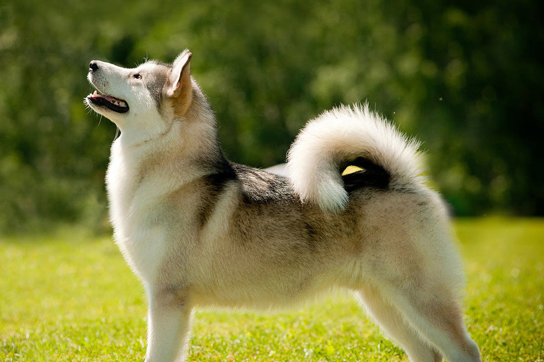 Skin Supplements for Dogs: The Vet-Approved Way to End Itching and Dull Coats