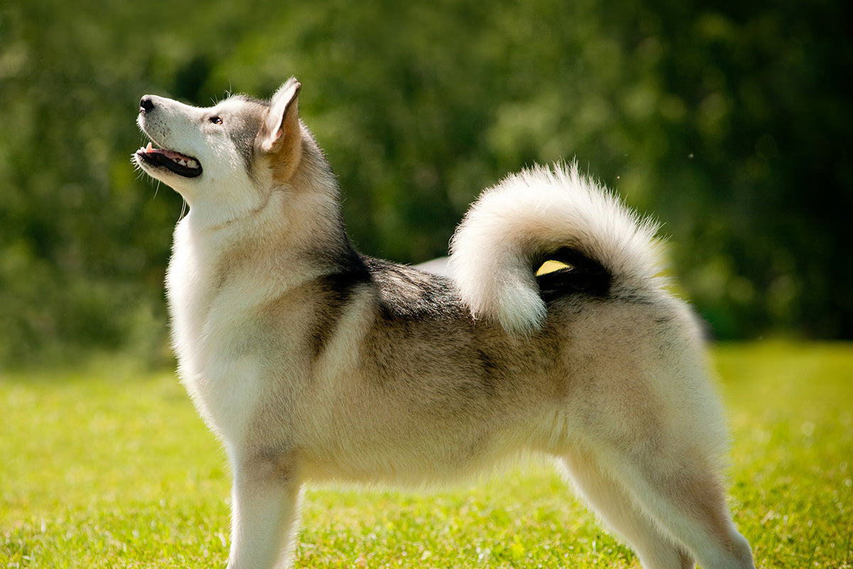 Skin Supplements for Dogs: The Vet-Approved Way to End Itching and Dull Coats