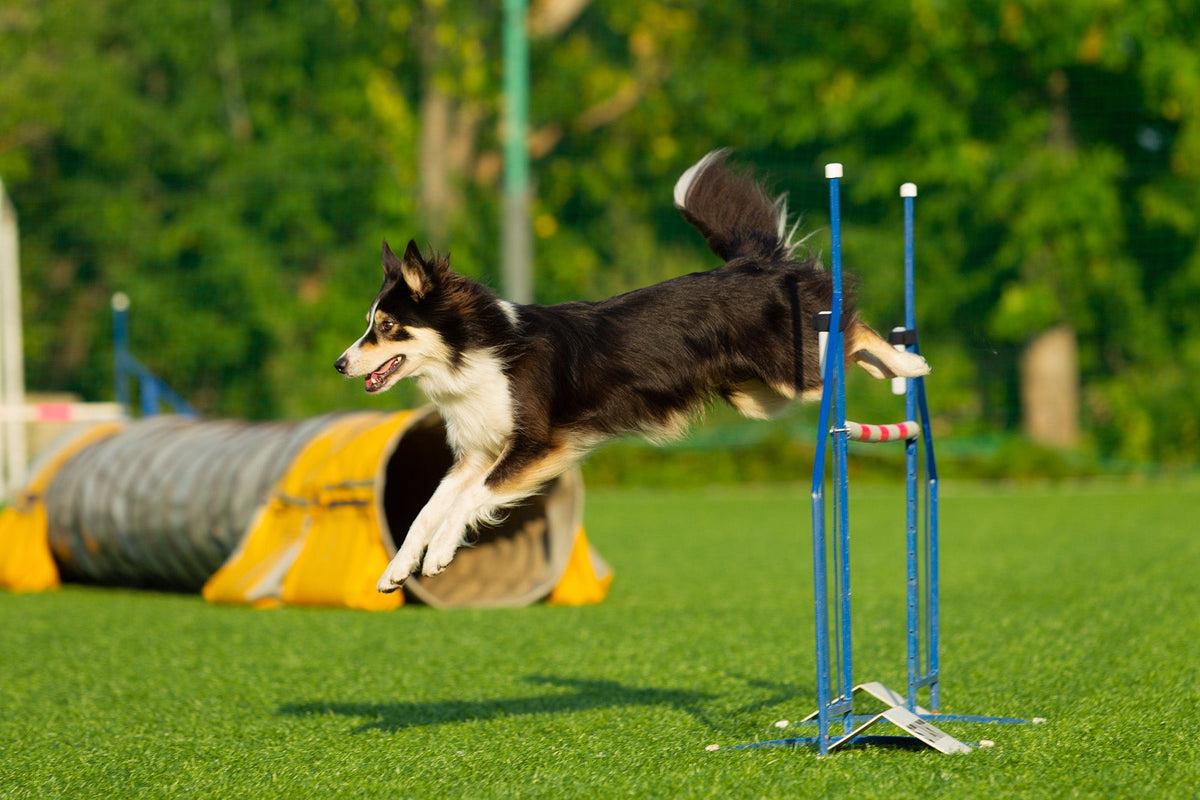 Fueling Performance Dogs